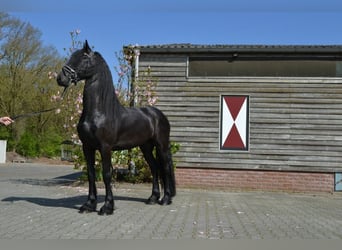 Fries paard, Ruin, 5 Jaar, 166 cm, Zwart