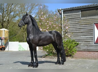 Fries paard, Ruin, 5 Jaar, 166 cm, Zwart