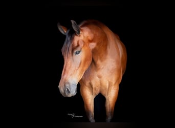 Fries paard, Ruin, 5 Jaar, 168 cm, Roodbruin