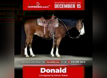 Fries paard, Ruin, 5 Jaar, 168 cm, Roodbruin