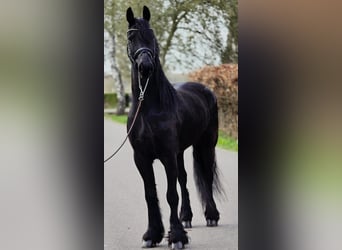 Fries paard, Ruin, 5 Jaar, 168 cm, Zwart