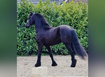 Fries paard, Ruin, 5 Jaar, 168 cm, Zwart