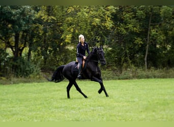 Fries paard, Ruin, 5 Jaar, 168 cm, Zwart