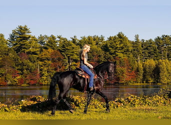 Fries paard, Ruin, 5 Jaar, 168 cm, Zwart