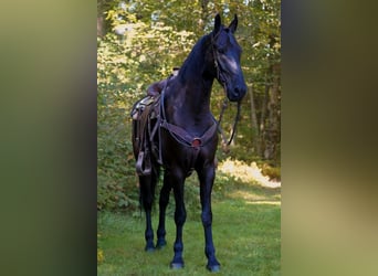 Fries paard, Ruin, 5 Jaar, 168 cm, Zwart