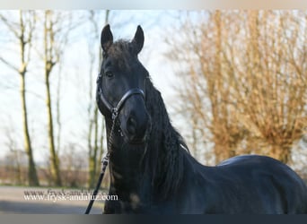 Fries paard, Ruin, 5 Jaar, 170 cm, Zwart