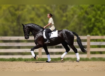 Fries paard Mix, Ruin, 5 Jaar, 173 cm, Zwart