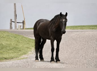 Fries paard Mix, Ruin, 5 Jaar, 173 cm, Zwart