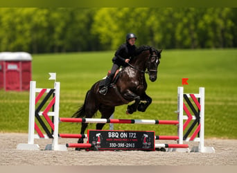 Fries paard Mix, Ruin, 5 Jaar, 173 cm, Zwart