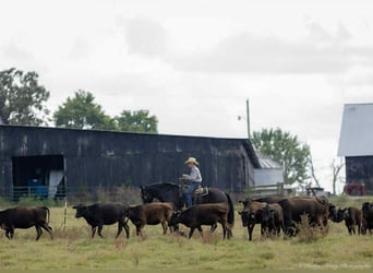 Fries paard, Ruin, 5 Jaar, 175 cm, Zwart