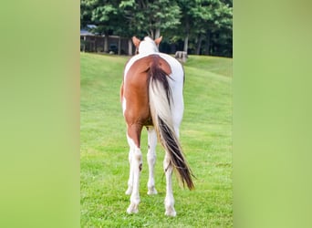 Fries paard, Ruin, 5 Jaar, Donkere-vos