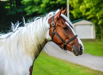 Fries paard, Ruin, 5 Jaar, Donkere-vos