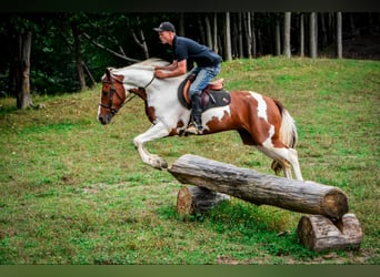 Fries paard, Ruin, 5 Jaar, Donkere-vos