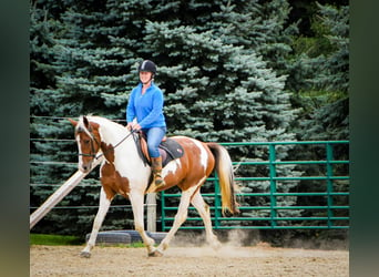 Fries paard, Ruin, 5 Jaar, Donkere-vos