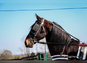 Fries paard, Ruin, 5 Jaar, Roodbruin