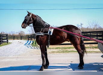 Fries paard, Ruin, 5 Jaar, Roodbruin