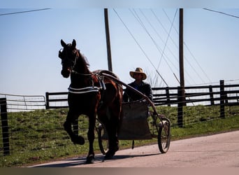 Fries paard, Ruin, 5 Jaar, Roodbruin