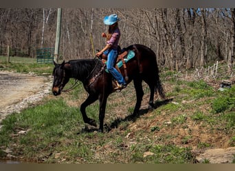 Fries paard, Ruin, 5 Jaar, Roodbruin