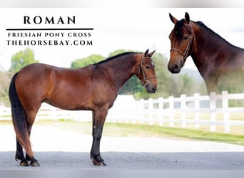 Fries paard, Ruin, 5 Jaar, Roodbruin