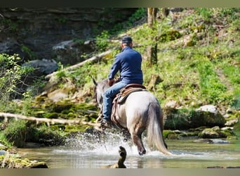 Fries paard Mix, Ruin, 5 Jaar, Schimmel