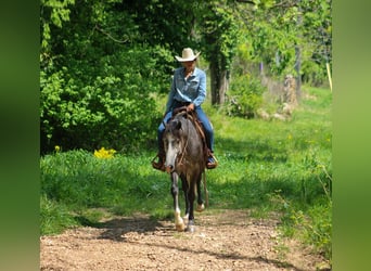 Fries paard Mix, Ruin, 5 Jaar, Schimmel