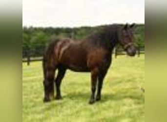 Fries paard, Ruin, 5 Jaar