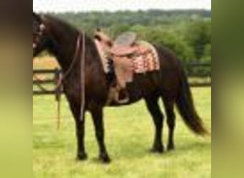 Fries paard, Ruin, 5 Jaar