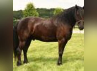 Fries paard, Ruin, 5 Jaar