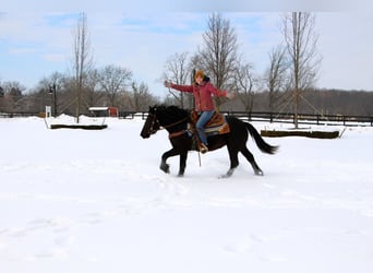 Fries paard, Ruin, 5 Jaar, Zwart