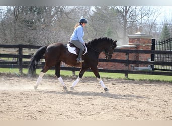 Fries paard, Ruin, 5 Jaar, Zwart