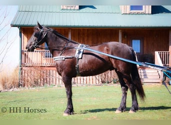 Fries paard, Ruin, 5 Jaar, Zwart