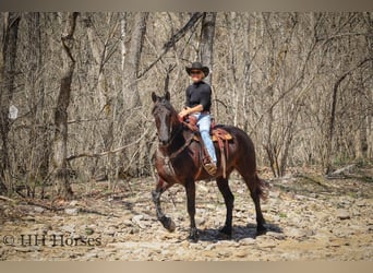 Fries paard, Ruin, 5 Jaar, Zwart