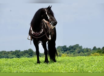 Fries paard, Ruin, 5 Jaar, Zwart