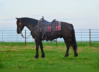Fries paard Mix, Ruin, 6 Jaar, 137 cm, Zwart