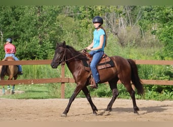 Fries paard, Ruin, 6 Jaar, 142 cm, Zwart