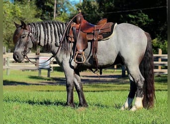 Fries paard, Ruin, 6 Jaar, 145 cm, Roan-Blue