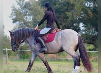 Fries paard, Ruin, 6 Jaar, 145 cm, Roan-Blue