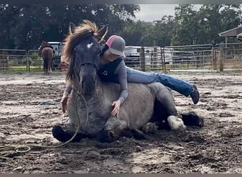 Fries paard, Ruin, 6 Jaar, 145 cm, Roan-Blue