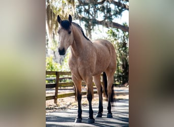 Fries paard, Ruin, 6 Jaar, 152 cm, Buckskin