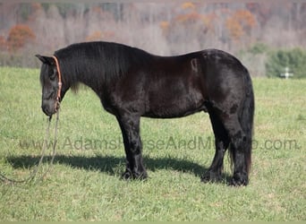 Fries paard, Ruin, 6 Jaar, 152 cm, Zwart