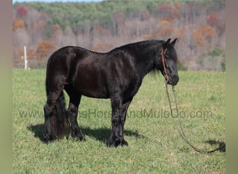 Fries paard, Ruin, 6 Jaar, 152 cm, Zwart