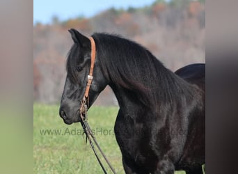 Fries paard, Ruin, 6 Jaar, 152 cm, Zwart