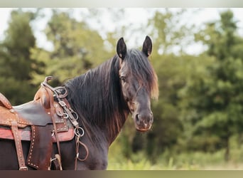 Fries paard, Ruin, 6 Jaar, 152 cm, Zwart