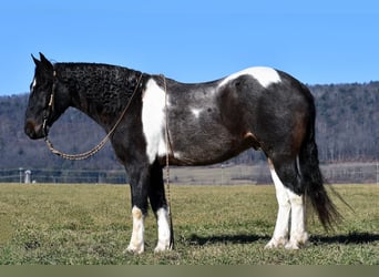 Fries paard Mix, Ruin, 6 Jaar, 155 cm, Gevlekt-paard