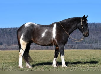 Fries paard Mix, Ruin, 6 Jaar, 155 cm, Gevlekt-paard