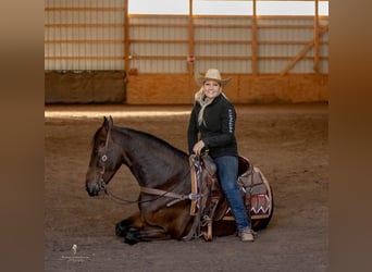 Fries paard, Ruin, 6 Jaar, 155 cm, Roodbruin