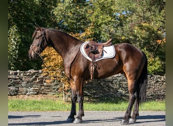 Fries paard, Ruin, 6 Jaar, 155 cm, Roodbruin