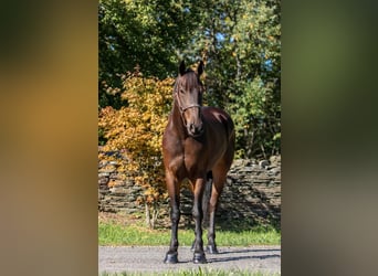 Fries paard, Ruin, 6 Jaar, 155 cm, Roodbruin