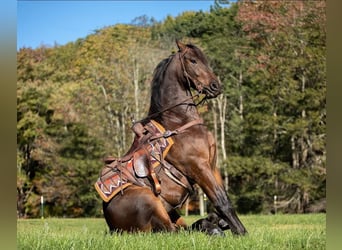 Fries paard, Ruin, 6 Jaar, 155 cm, Roodbruin