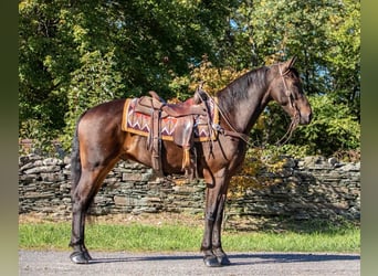 Fries paard, Ruin, 6 Jaar, 155 cm, Roodbruin